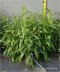 Andrographis panicultata fullplant2.jpg